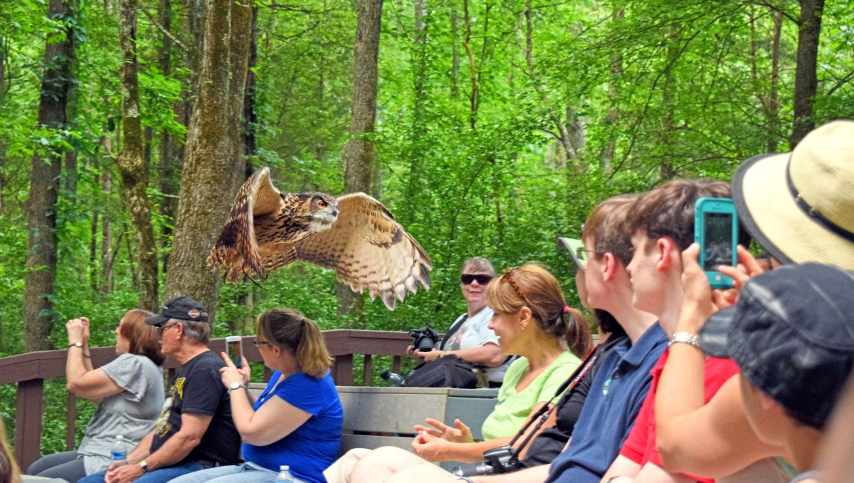 9 Places for Animal Safari Adventures in North Carolina